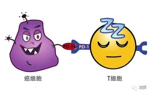 认识“免疫检查点治疗”（上）