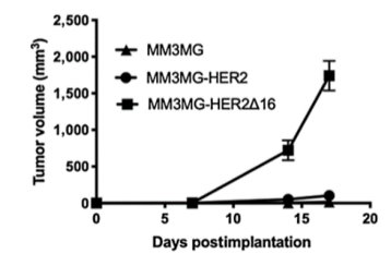 靶向HER2的疫苗联合αPD-1在转移性乳腺癌中的应用
