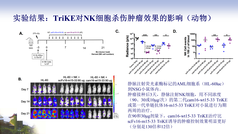 免疫治疗新策略:三臂抗体让NK细胞具有靶向杀伤肿瘤的特性 免疫治疗新策略:三臂抗体让NK细胞具有靶向杀伤肿瘤的特性